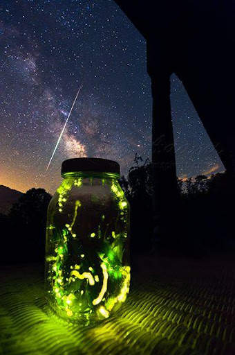 Fireflies Live Wallpaper screenshot 5
