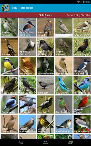 South American Birds Free स्क्रीनशॉट 11
