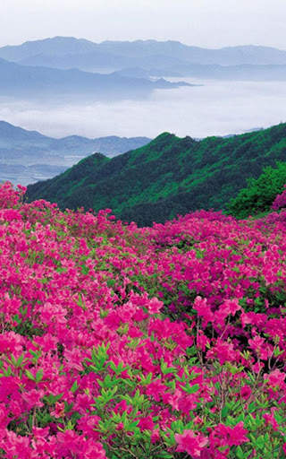 HD Mountain Flower Wallpaper скриншот 7