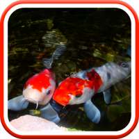 Real Pond With Koi Video Live Wallpaper logo