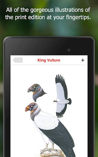 Birds of Ecuador screenshot 11