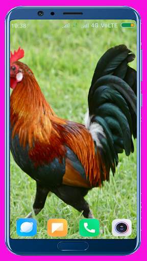 Chicken Wallpaper Best 4K screenshot 11