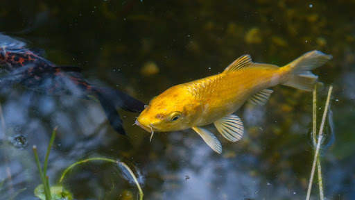 Japanese koi fish wallpapers screenshot 6