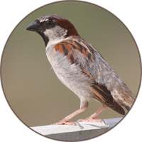 Sparrow Bird Sounds