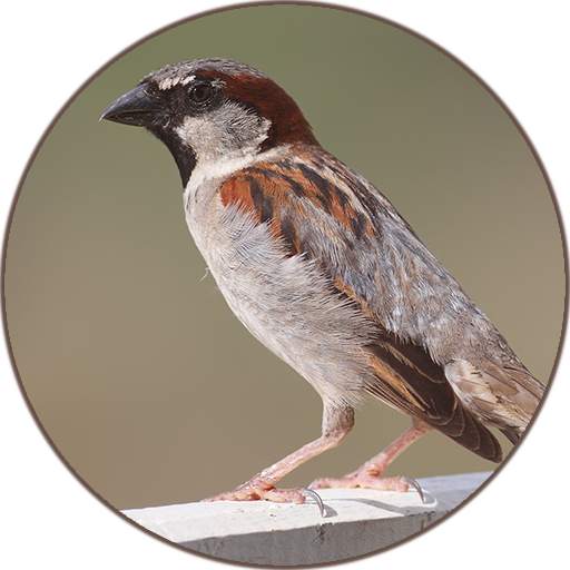 Sparrow Bird Sounds 2.0