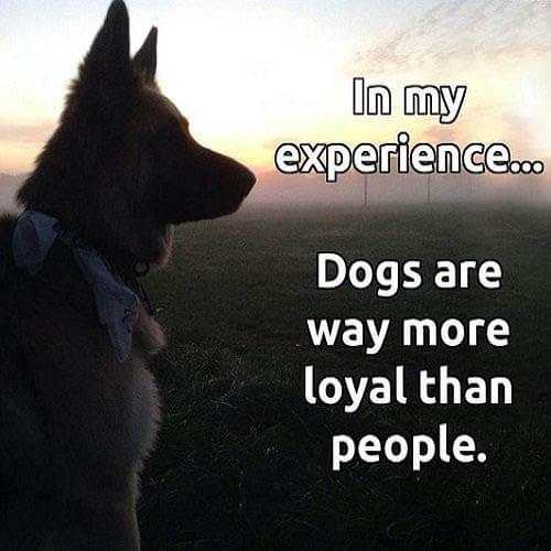 Animal Lover Quotes - Dog Lover Status - Cat Love screenshot 13