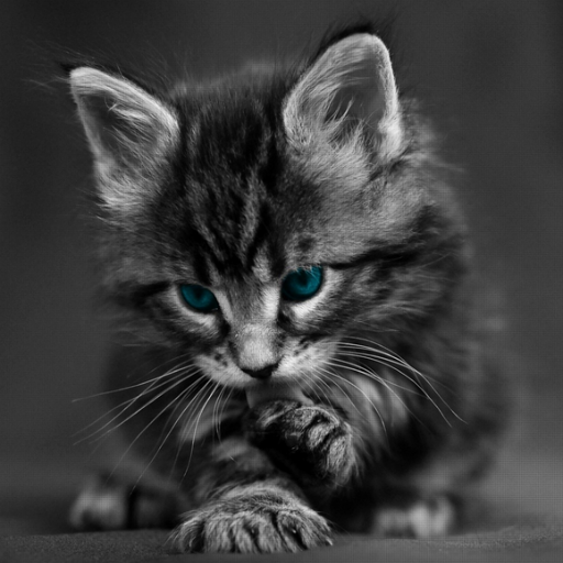 Cat Care A icon
