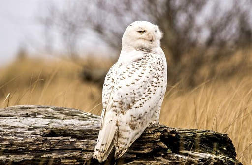 Snowy Owl Bird HD Wallpaper screenshot 8