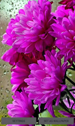 Shiny Flowers Live Wallpaper screenshot 1
