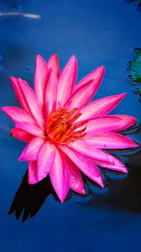 Flower Wallpaper 4K, Floral Background: Flowery screenshot 2