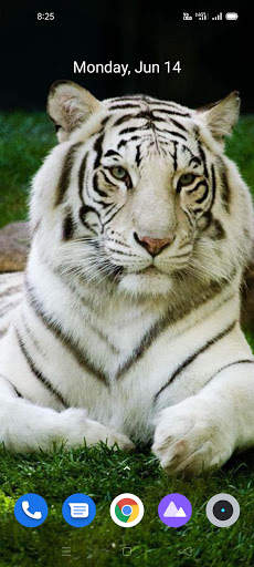 White Tiger Wallpaper Hd screenshot 4