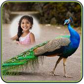 Peacock Photo Frames 1.1