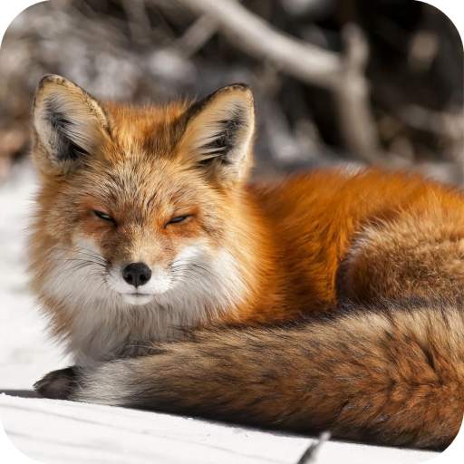 Fox Wallpaper HD 1.08