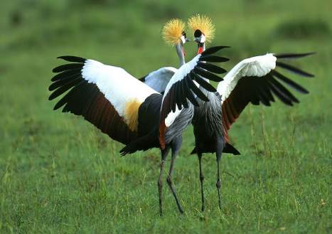 Wallpaper Various Birds screenshot 7