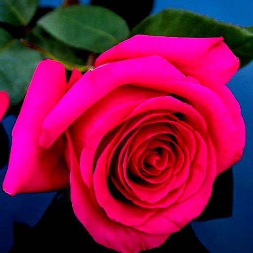 Rose Wallpapers icon