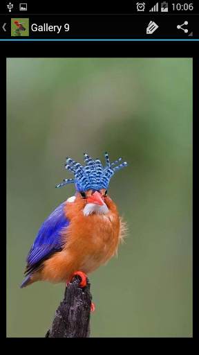 Birds Galleries screenshot 8