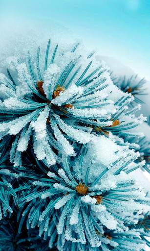 Snow Wallpaper HD : backgrounds & themes screenshot 2