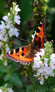 Dragonflies and Butterflies live wallpaper screenshot 1