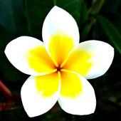 Flower Wallpapers on 9Apps