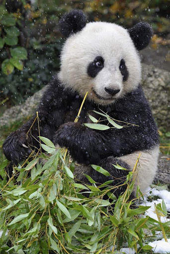 Panda Wallpaper - Cute Panda Wallpapers 🐼 screenshot 21