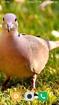 Bird wallpaper screenshot 16