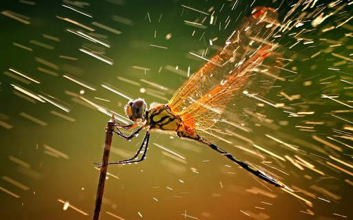 Dragonfly HD Wallpaper screenshot 3