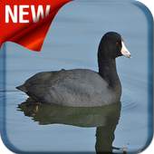 American Coot Bird Sound 1.0