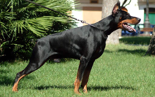 Doberman Wallpaper: backgrounds hd screenshot 20