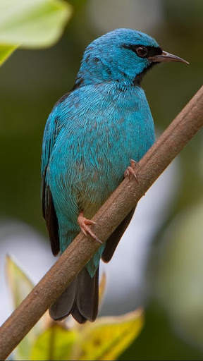 Bird Wallpapers HD screenshot 1