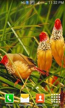 Lovely Birds HD Wallpapers screenshot 6