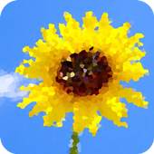 Sunflower wallpaper 1.3