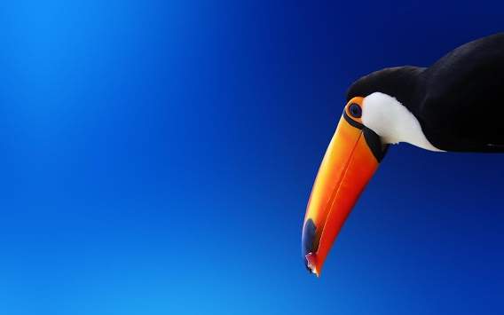 Toucan Bird Live Wallpaper screenshot 3