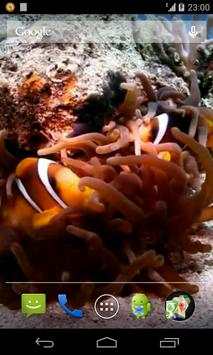 Clown Fish Video Wallpaper screenshot 2