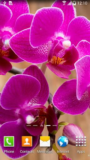 Orchids Wallpaper screenshot 4