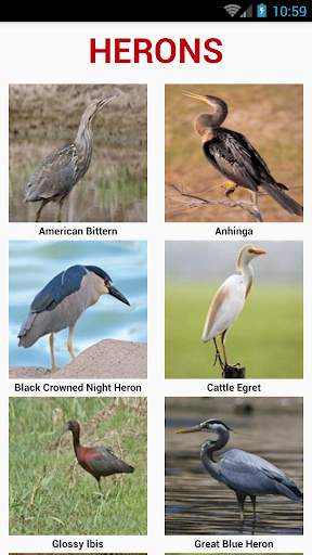 South American Birds स्क्रीनशॉट 6