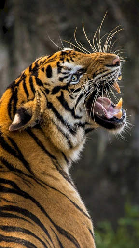 Tiger Wallpapers 4K screenshot 14