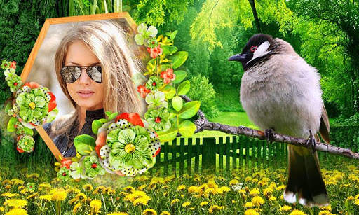 Birds Photo Frames HD screenshot 1