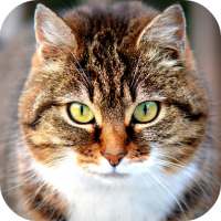 Cat Wallpapers
