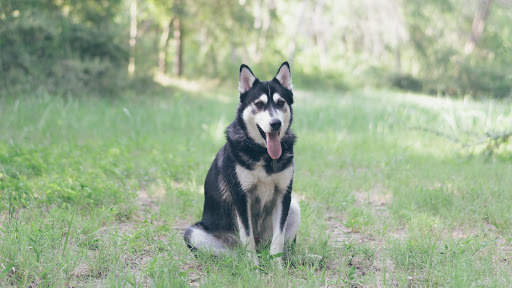 Siberian Husky Wallpapers : backgrounds hd screenshot 19