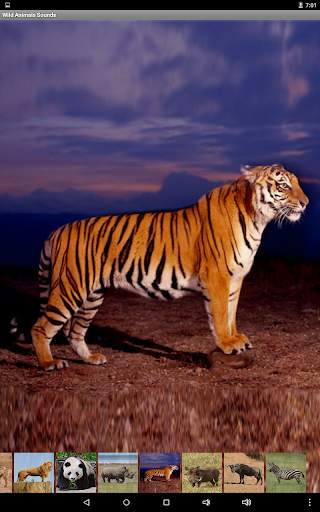 Wild Animals Sounds screenshot 8