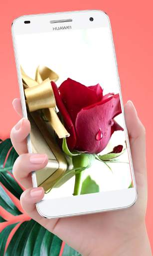 Rose Mobile Wallpapers screenshot 8