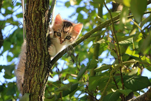 Cute Cats Images and Wallpapers 3 تصوير الشاشة