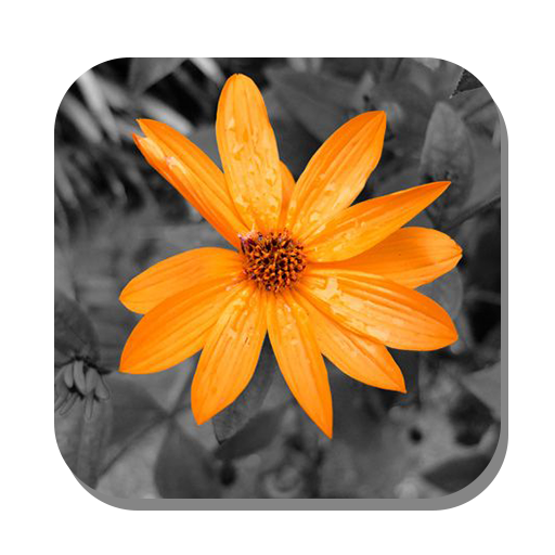 Color Splash icon