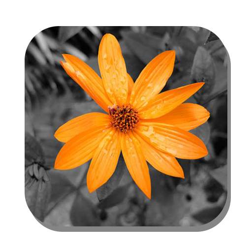 Color Splash 2.3