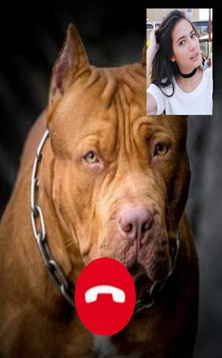 Pitbull Dog Call! Fake Video Call screenshot 3