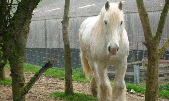 White Horse Wallpapers screenshot 1