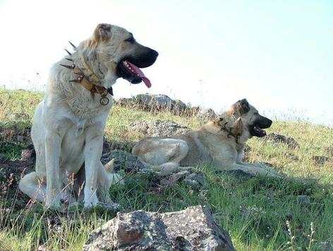 Kangal Dog Wallpapers screenshot 1