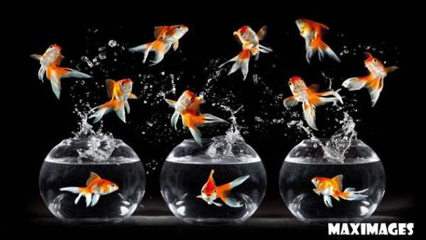 Goldfish Wallpaper скриншот 3