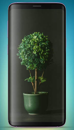 Bonsai Tree Wallpaper HD скриншот 8