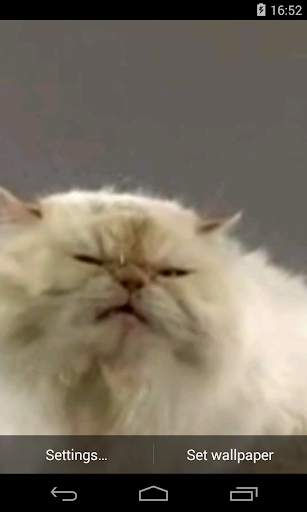 Cat screen licks Video LWP screenshot 1